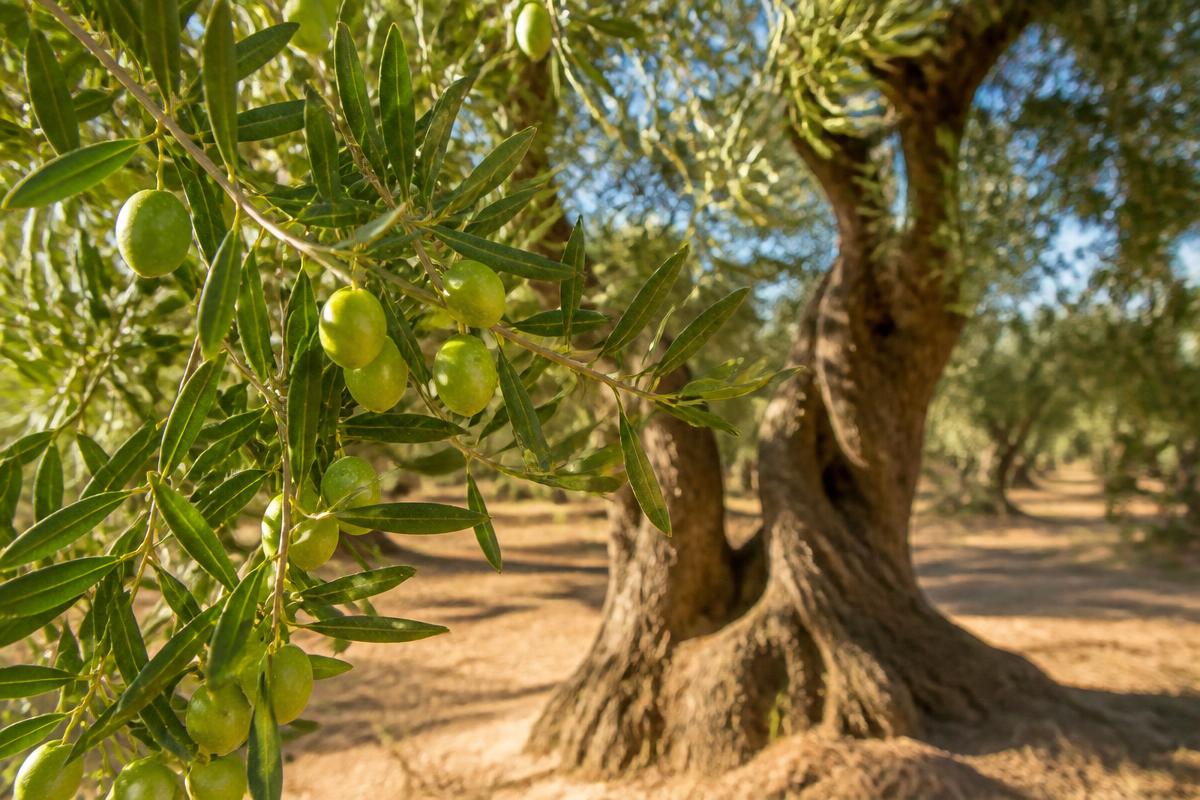 Olival no Alentejo